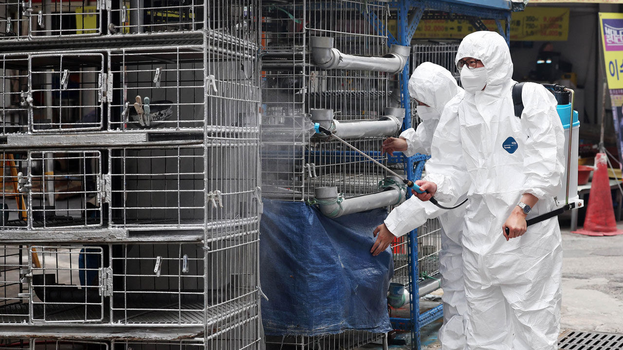 평택 산란계 농장서 고병원성 AI 항원 검출…방역 강화