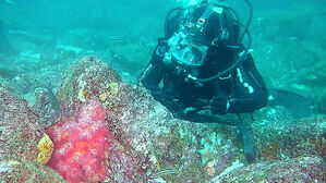 제주 대표 해산물이 왜 여기에…340km 이동해 '깜짝'