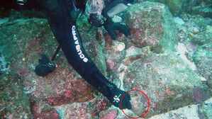 제주서 북진한 '뿔소라'…동해 수온 이렇게 올랐나