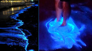 발 떼자 형광빛 '착착'…페인트 뿌린 듯 밤마다 반짝