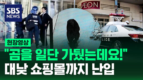 [현장영상] "곰이야!!" 쇼핑몰에 등장하자 직원들 울타리 만들어 가뒀는데