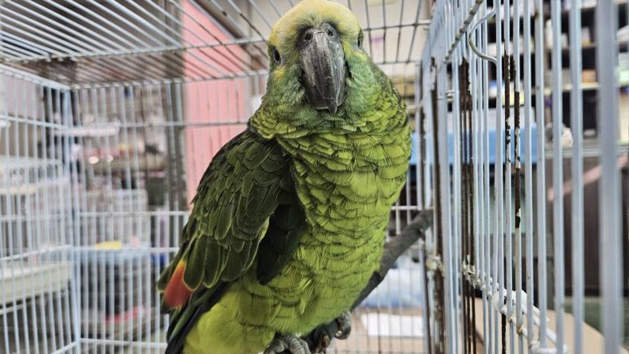 "내 커피 훔쳐 마셔" 출동했다가 '깜짝'…범인 정체