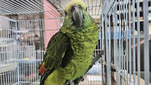 "내 커피 훔쳐 마셔" 출동했다가 '깜짝'…범인 정체