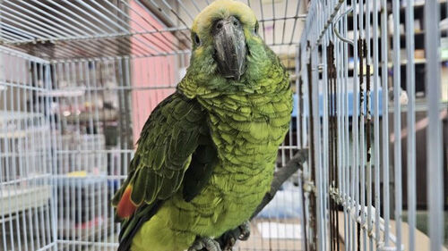 "내 커피 훔쳐 마셔" 출동했다가 '깜짝'…범인 정체