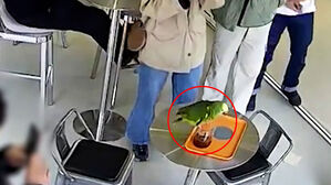 손님 위로 '푸다닥'…"커피 훔쳐 먹는다" 잡고 보니