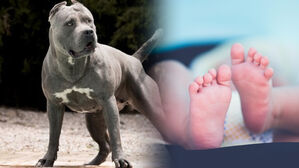 자막뉴스 김성화_맹견 아기 사망