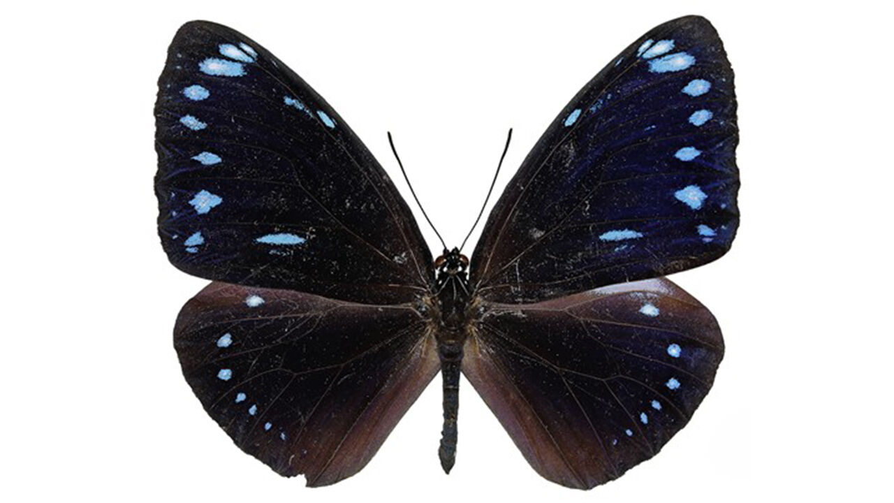 2021∼2024년 국내 섬에 새로 나타난 곤충 절반은 열대·아열대