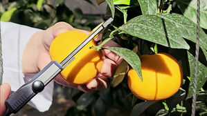 '메이드 인 제주' 감귤, 해외로 뻗어나간다…신품종 '로열티'