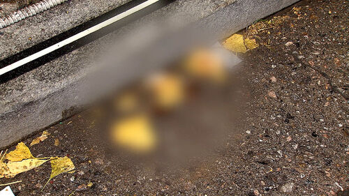 부천 식당서 2명 흉기에 찔렸다…"겁만 주려고" 무슨 일