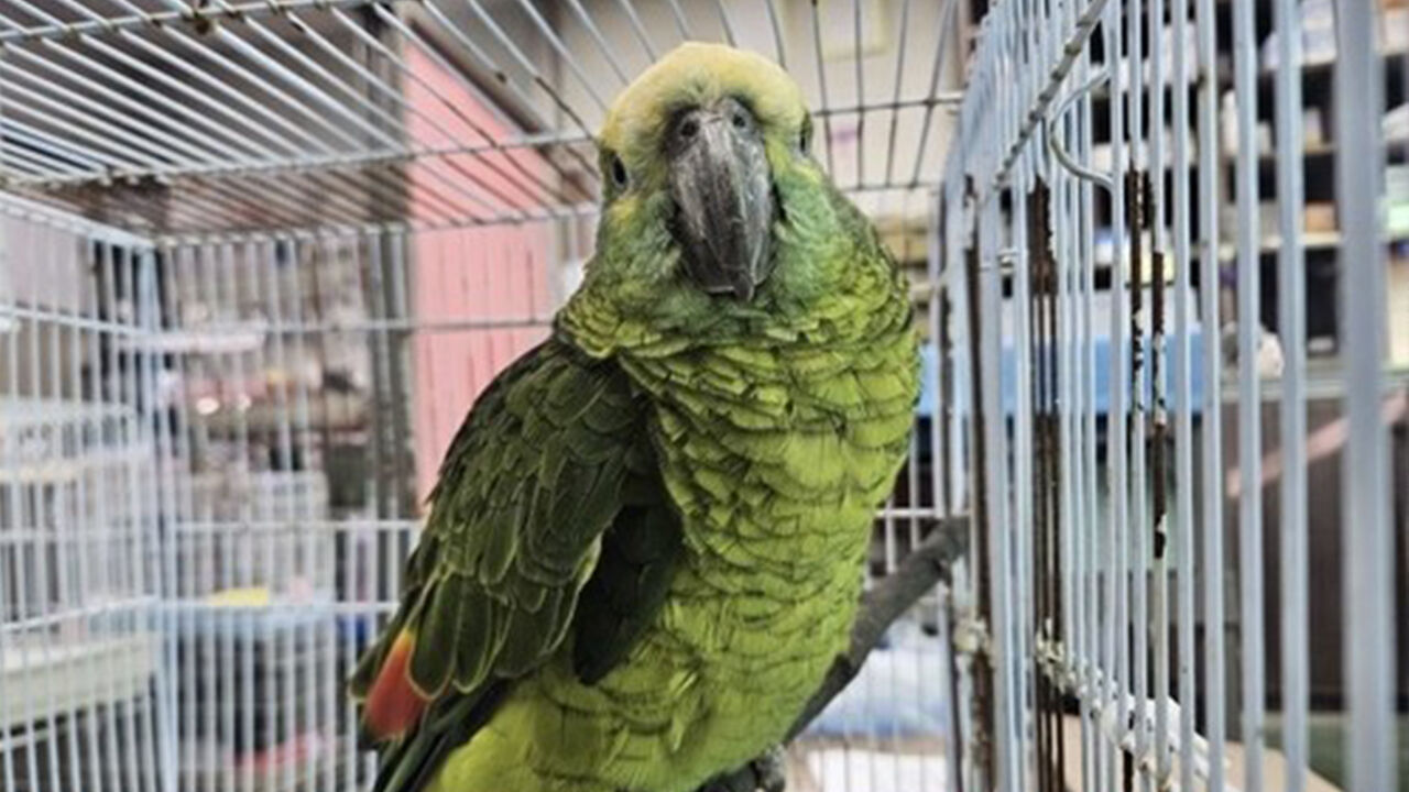 나타나지 않는 '커피홀짝' 앵무새 주인…보호시설은 70% 포화