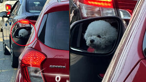 "저 차 이상한데" 봤더니…운전석에 떡하니 '깜짝'