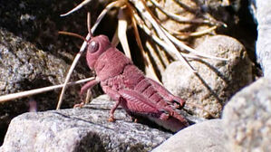 "메뚜기 맞아?" 깜짝…희귀 돌연변이 포착