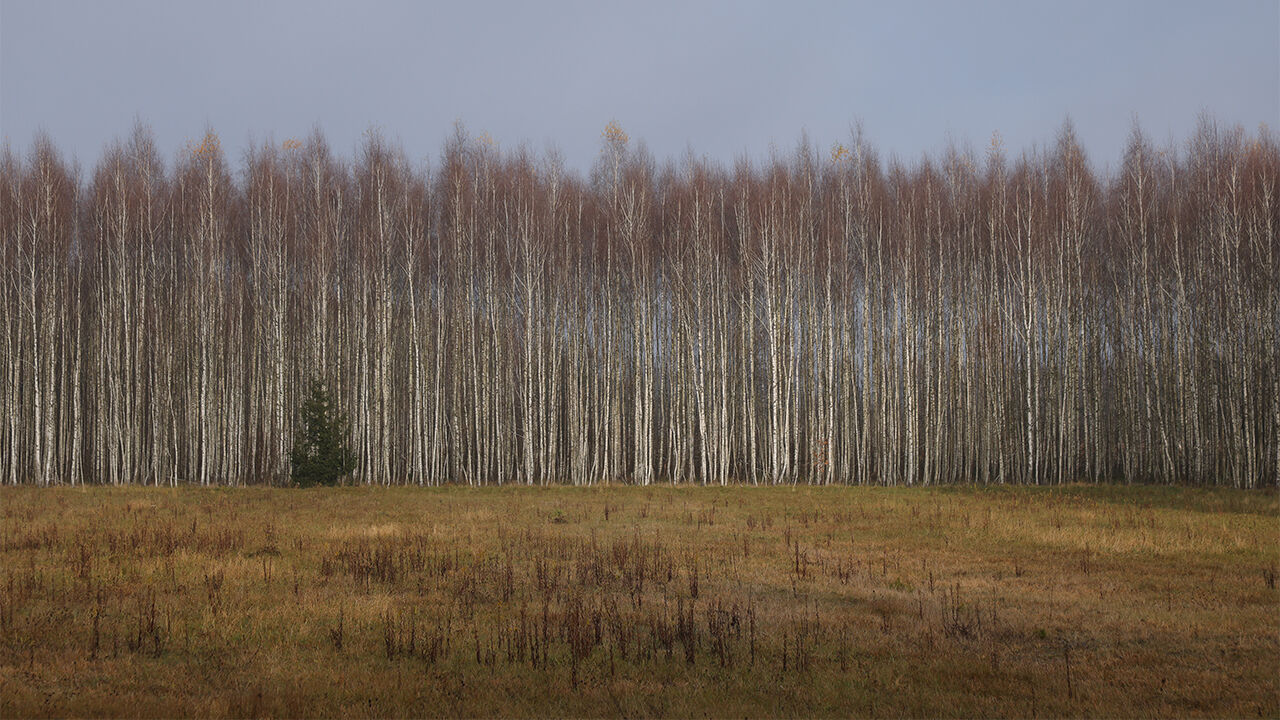 "석기시대 껌 씹는 10대 소녀, 갈색 눈과 머리"…에스토니아서 흔적 발견