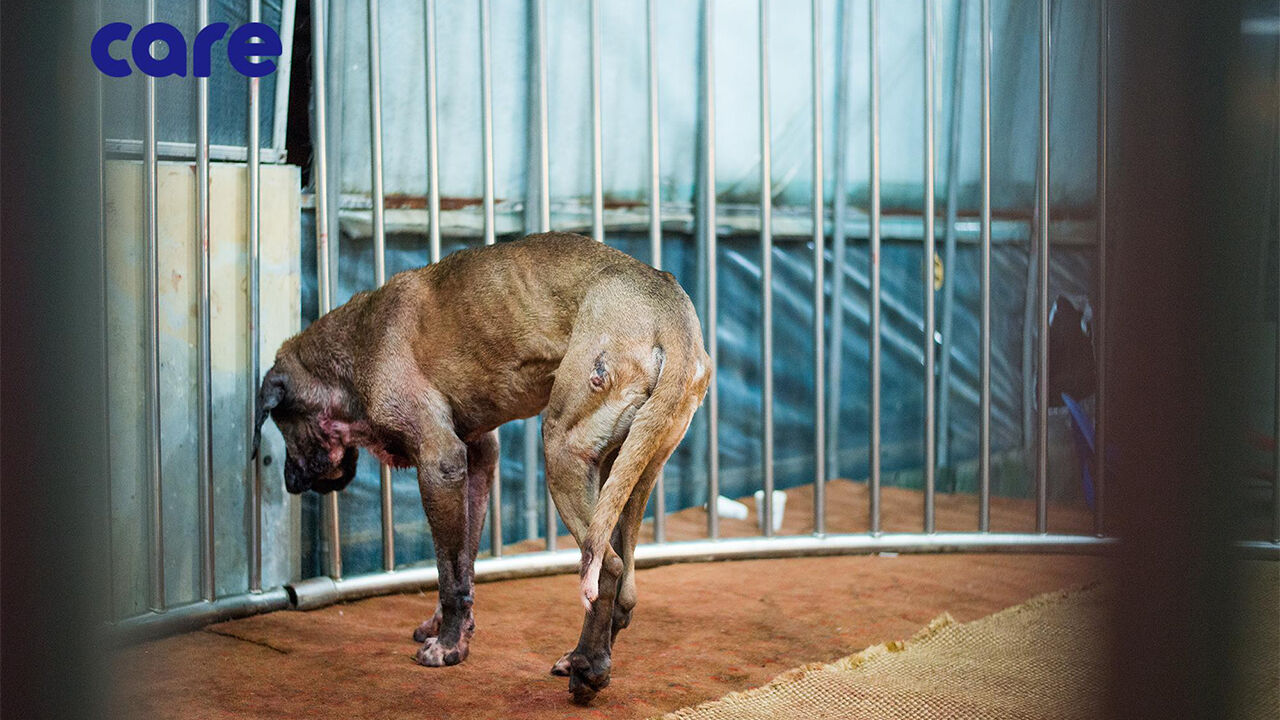 전남 화순서 투견 현장 단속…의심자 40여 명 적발
