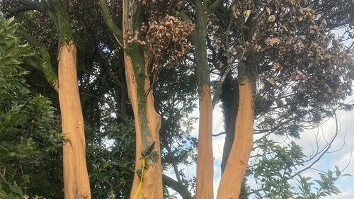 호미로 벅벅 긁어내 7톤…황토 발라도 "시들어 죽어간다"