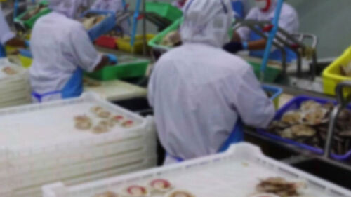 일본산 가리비가 태국산으로…관세 감면 악용