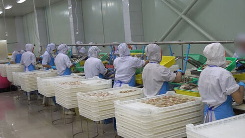 관세 감면 악용…일본산 가리비를 태국산으로 속여 수입