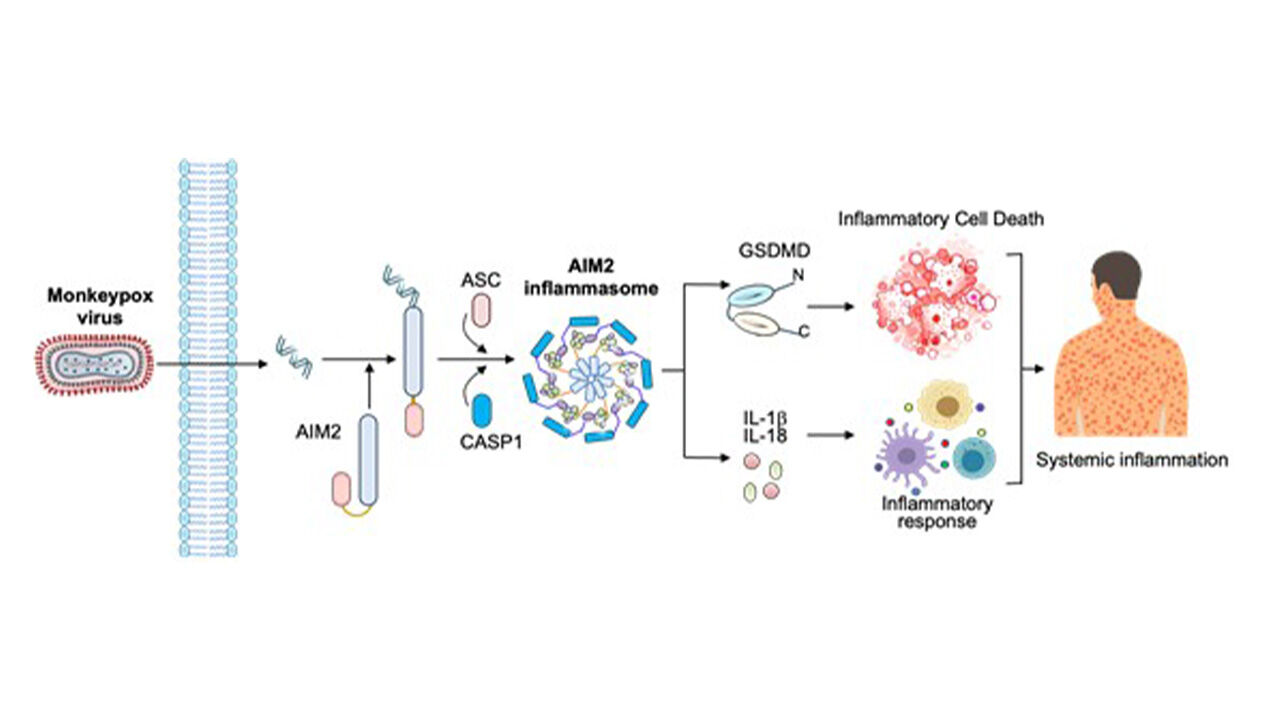원숭이두창바이러스 감염 시 AIM2 단백질 센서가 염증반응을 유도하는 과정 모식도. (사진=질병관리청 제공, 연합뉴스)