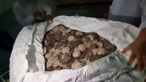 "웬 태국산?" 공장 덮쳐보니…15번 쪼갠 은밀한 거래