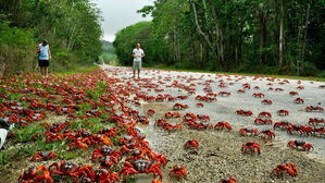 "통행금지" 붉게 물든 도로 '깜짝'…온통 뒤덮어 '바글바글' 