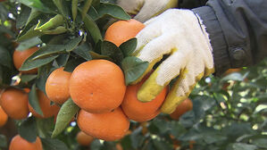 "주렁주렁 달렸던 감귤이 사라졌다"&hellip;제주 농산물 절도 주의보