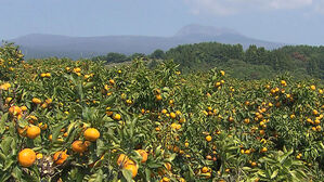 노지감귤의 계절이 온다!…"올해 더 달고, 신맛 줄어"