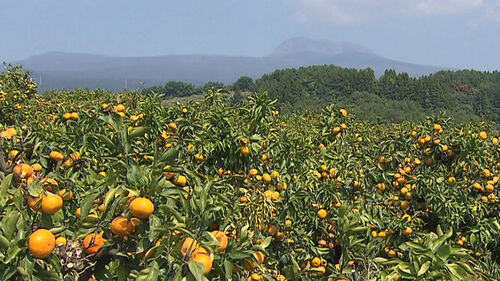 노지감귤의 계절이 온다!…"올해 더 달고, 신맛 줄어"
