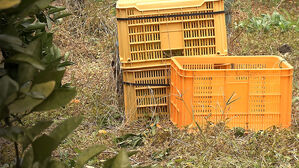 하루아침에 돌연 증발…"죄다 당했다" 제주에서 무슨 일