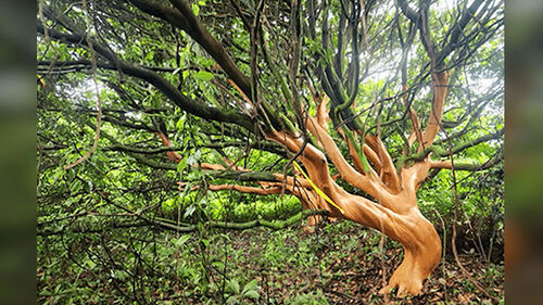 나무 수백 그루 훼손한 남성… 붙잡히자 "내다 팔려고"