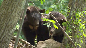 스브스뉴스1. 곰 서식지 확대