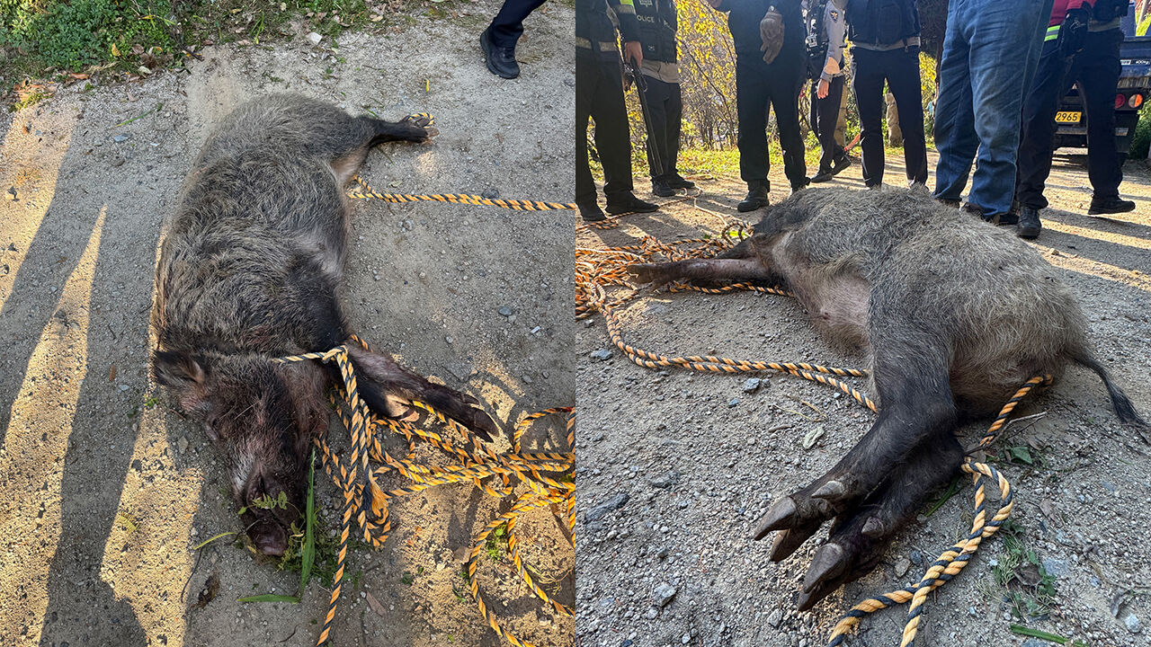 부산 금정구에 멧돼지 출현…2명 중경상