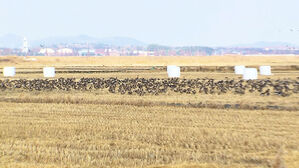 한 달 만에 2배…"133만 마리 날아들었다" 방역 비상