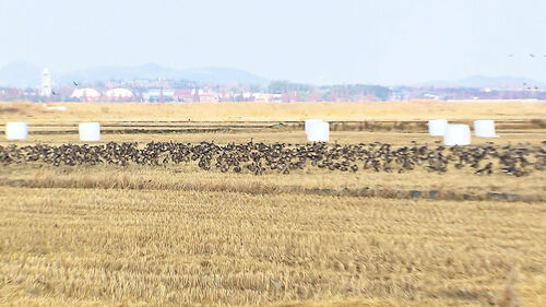 한 달 만에 2배…"133만 마리 도착" 방역 비상
