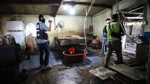 동물보호 단체, 말 불법 도축한 제주 관광승마장 고발