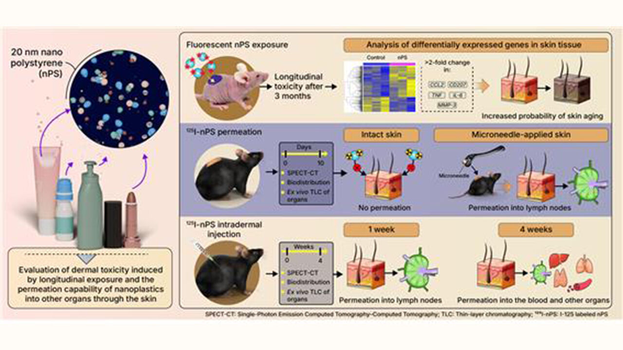 나노플라스틱의 피부 반응 및 전신 확산 과정 (사진=원자력의학원 제공, 연합뉴스)