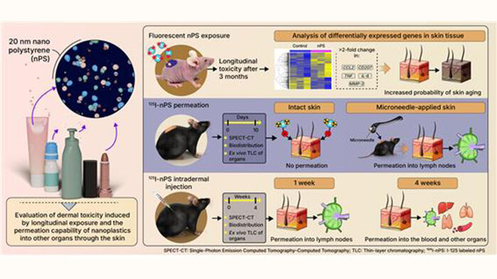 나노플라스틱의 피부 반응 및 전신 확산 과정 (사진=원자력의학원 제공, 연합뉴스)