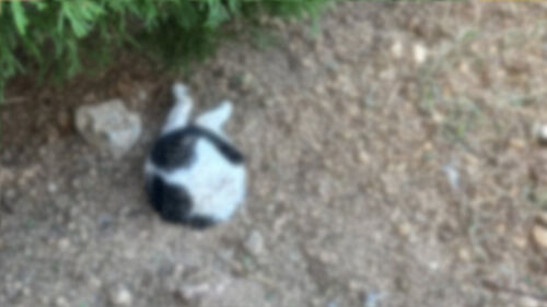 "입안엔 피, 다리는 골절"…땅에 반쯤 묻힌 채 숨진 고양이