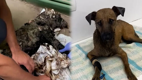 온몸 시꺼먼 타르 범벅…감동 부른 떠돌이 개 구조 현장