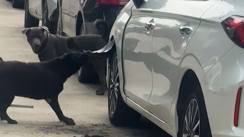 주차된 차량들 줄줄이 뜯겨나갔다…차주 깜짝 놀란 이유