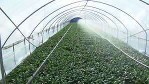 국내 청경채 70% 생산&hellip;용인시 대표 특산품 자리 잡아