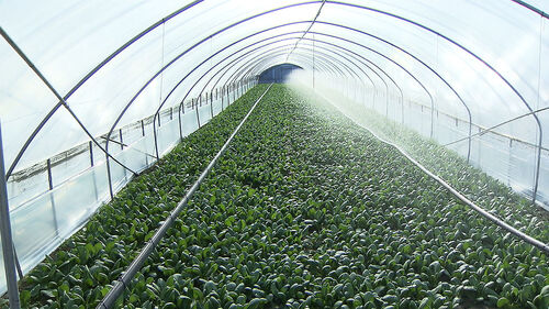 국내 청경채 70% 생산…용인시 대표 특산품 자리 잡아