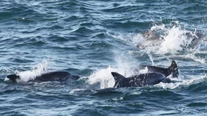 바다로 돌아간 '춘삼이' 새끼 돌고래와 포착…셋째 추정