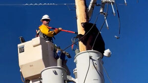 7천 볼트 넘는데 '꽉'&hellip;전신주 올라간 야생곰 아찔