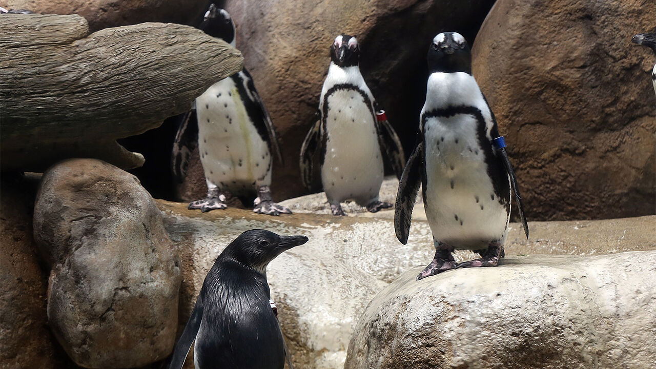 8년 만에 95% 급감한 아프리카 펭귄…기후변화로 굶어 죽었다