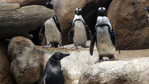 '8년 만에 95% 급감' 아프리카 펭귄&hellip;"기후변화로 굶어죽어"