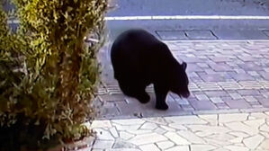 "언제 덮칠지 몰라" 발길 뚝…겨울잠 잊고 습격 이유