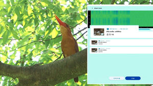 '이건 무슨 새야?'…울음 소리만 듣고 맞힌다