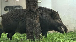 도심 곳곳서 출몰 급증…"인명 피해까지" 비상