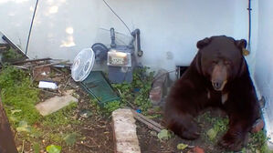 "반년간 지하에" 공포의 세입자…정체 '깜짝'