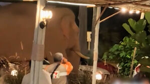 식당서 밥 먹다 '깜짝'…거대 코끼리가 코앞에